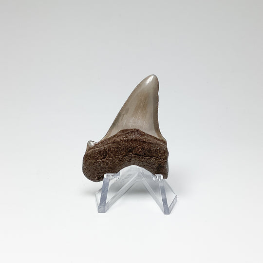 Fossilized Shark Tooth Specimen: Early Megalodon