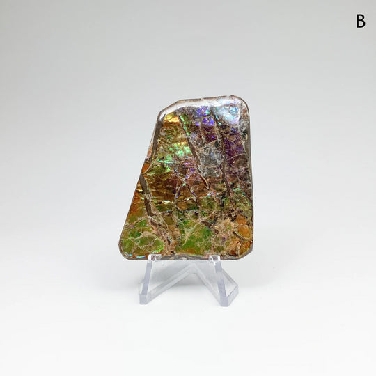 Ammolite Specimen