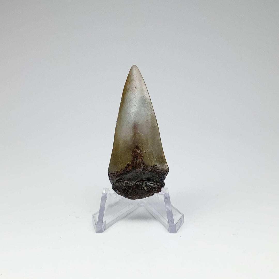 Fossilized Shark Tooth Specimen: Mako