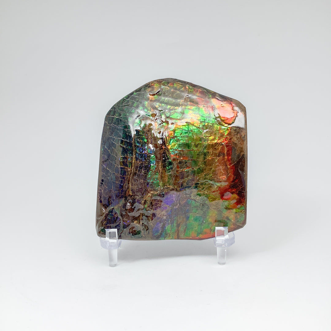 Ammolite Specimen