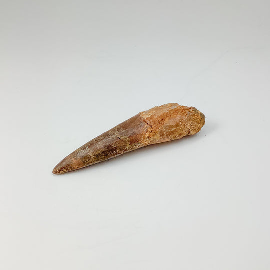 Fossilized Spinosaurus Tooth Specimen