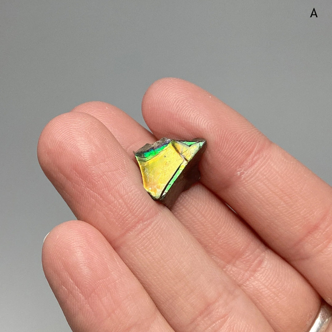 Ammolite Specimen