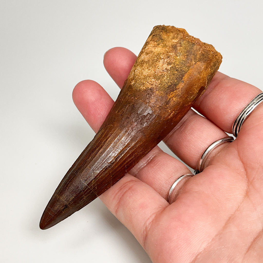 Fossilized Spinosaurus Tooth Specimen