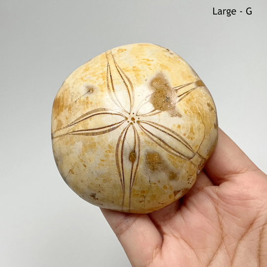 Sea Urchin Fossil