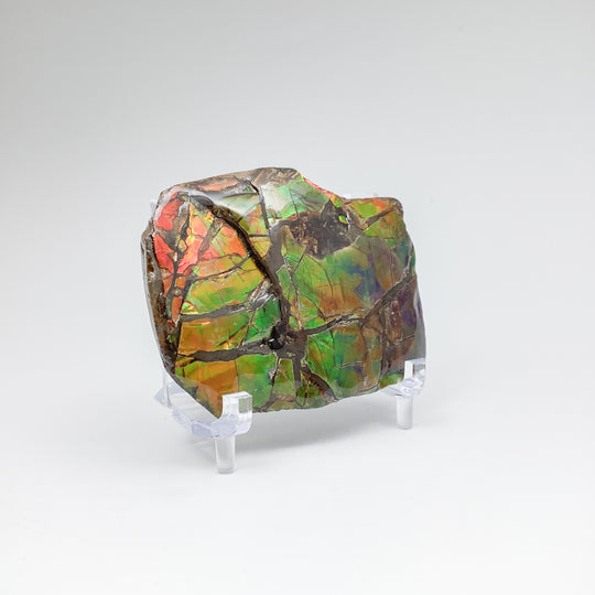 Ammolite Specimen