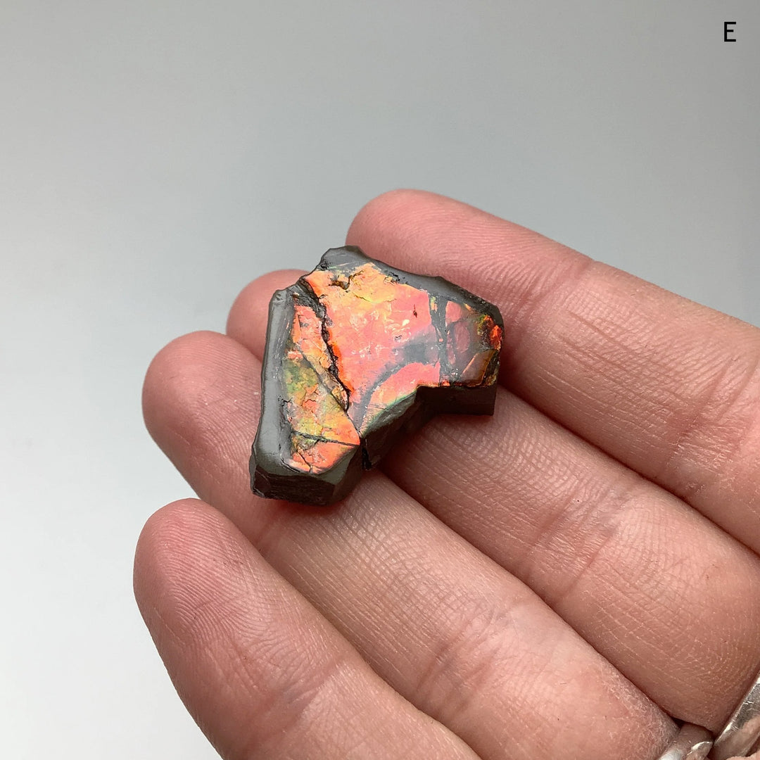 Ammolite Specimen