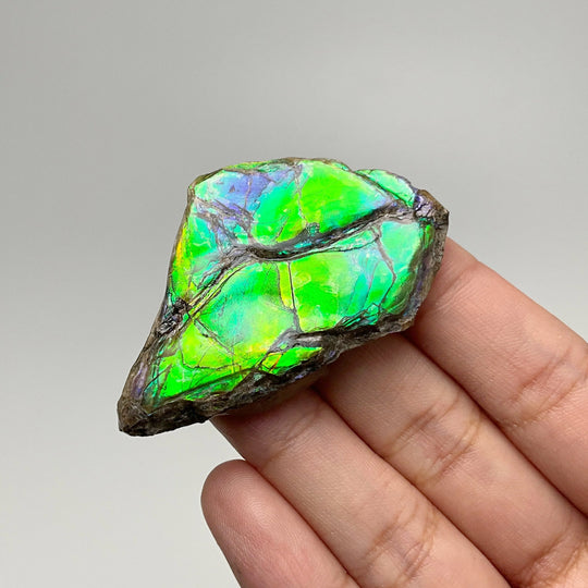 Ammolite Gem Display Box