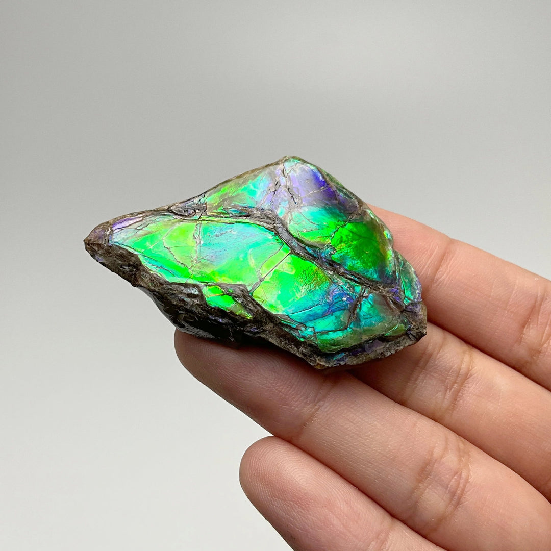 Ammolite Gem Display Box