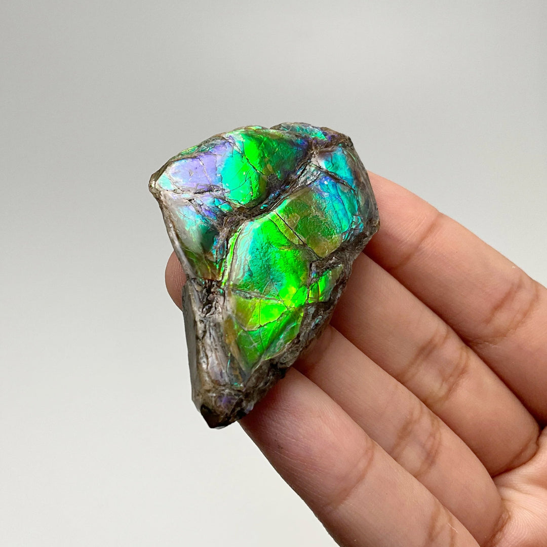 Ammolite Gem Display Box