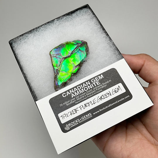 Ammolite Gem Display Box