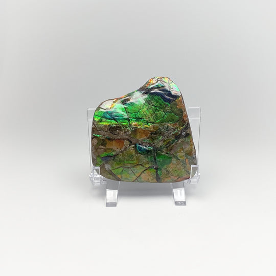 Ammolite Specimen