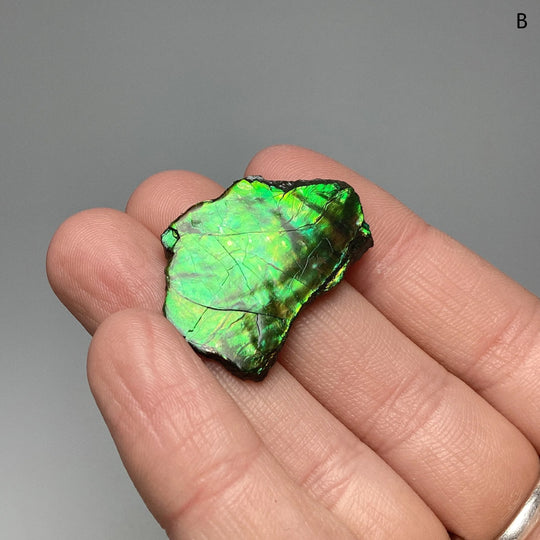 Ammolite Specimen