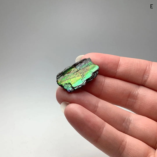 Ammolite Specimen