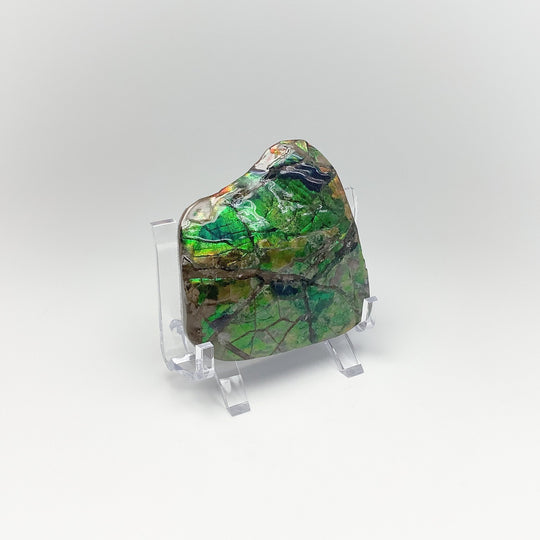 Ammolite Specimen