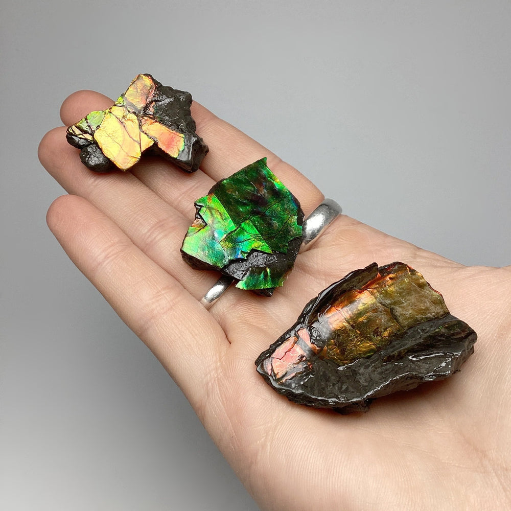 Ammolite Specimen at $69 Each