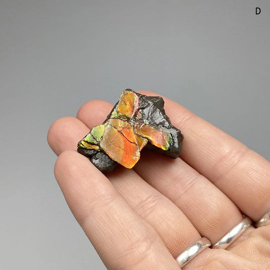 Ammolite Specimen at $69 Each