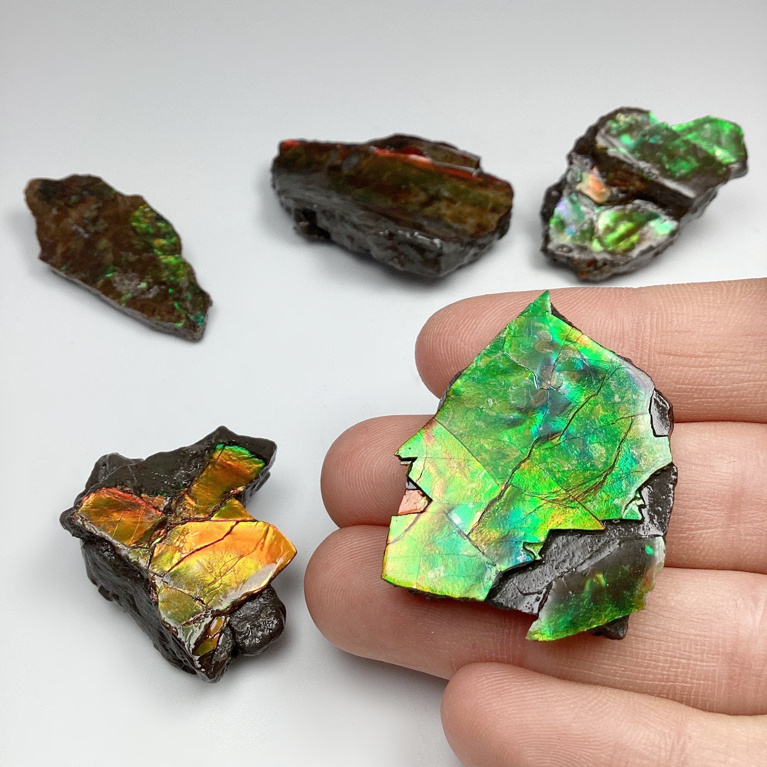 Ammolite Specimen at $69 Each