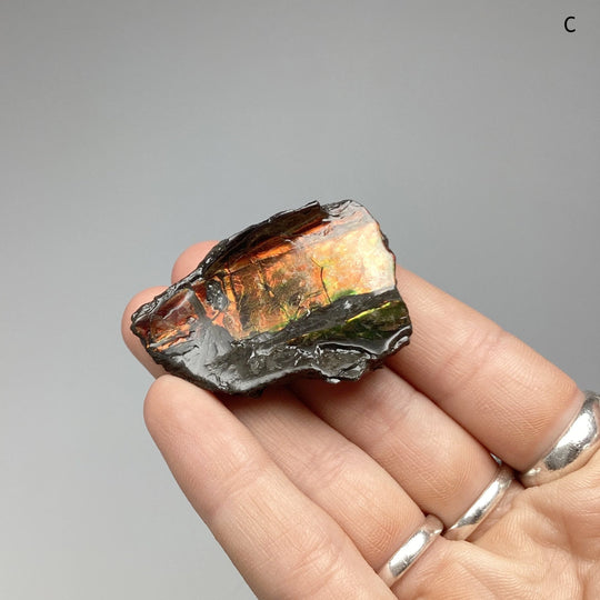 Ammolite Specimen at $69 Each