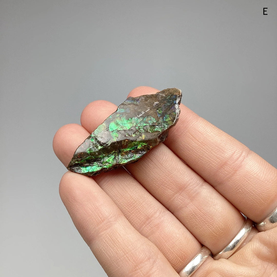 Ammolite Specimen at $69 Each