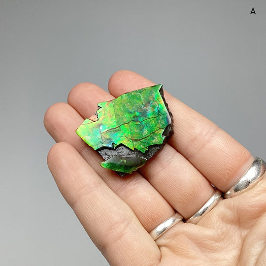 Ammolite Specimen at $69 Each