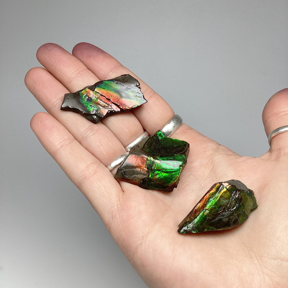 Ammolite Specimen at $79 Each