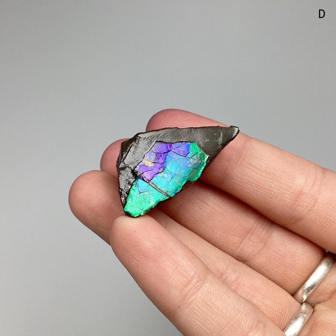 Ammolite Specimen at $79 Each