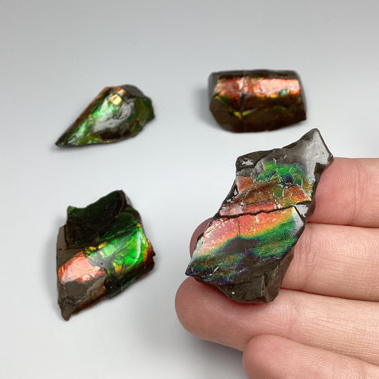 Ammolite Specimen at $79 Each