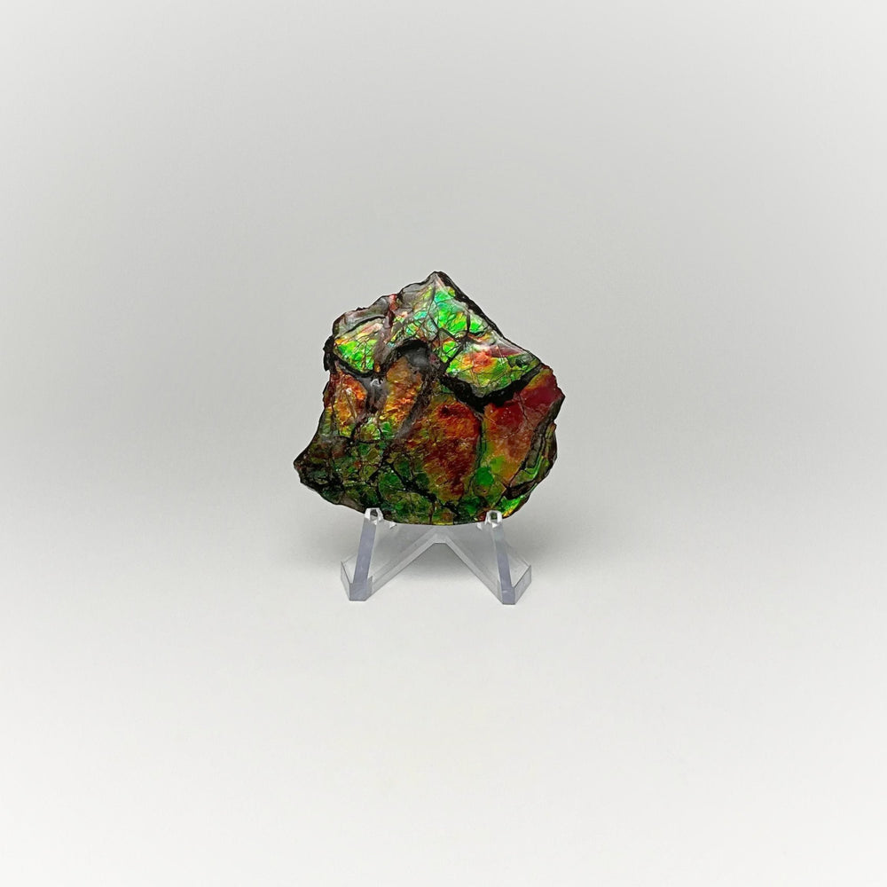 Ammolite Specimen