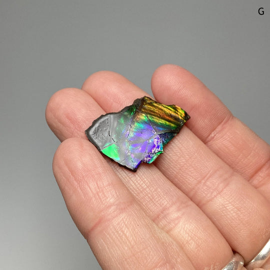 Ammolite Specimen