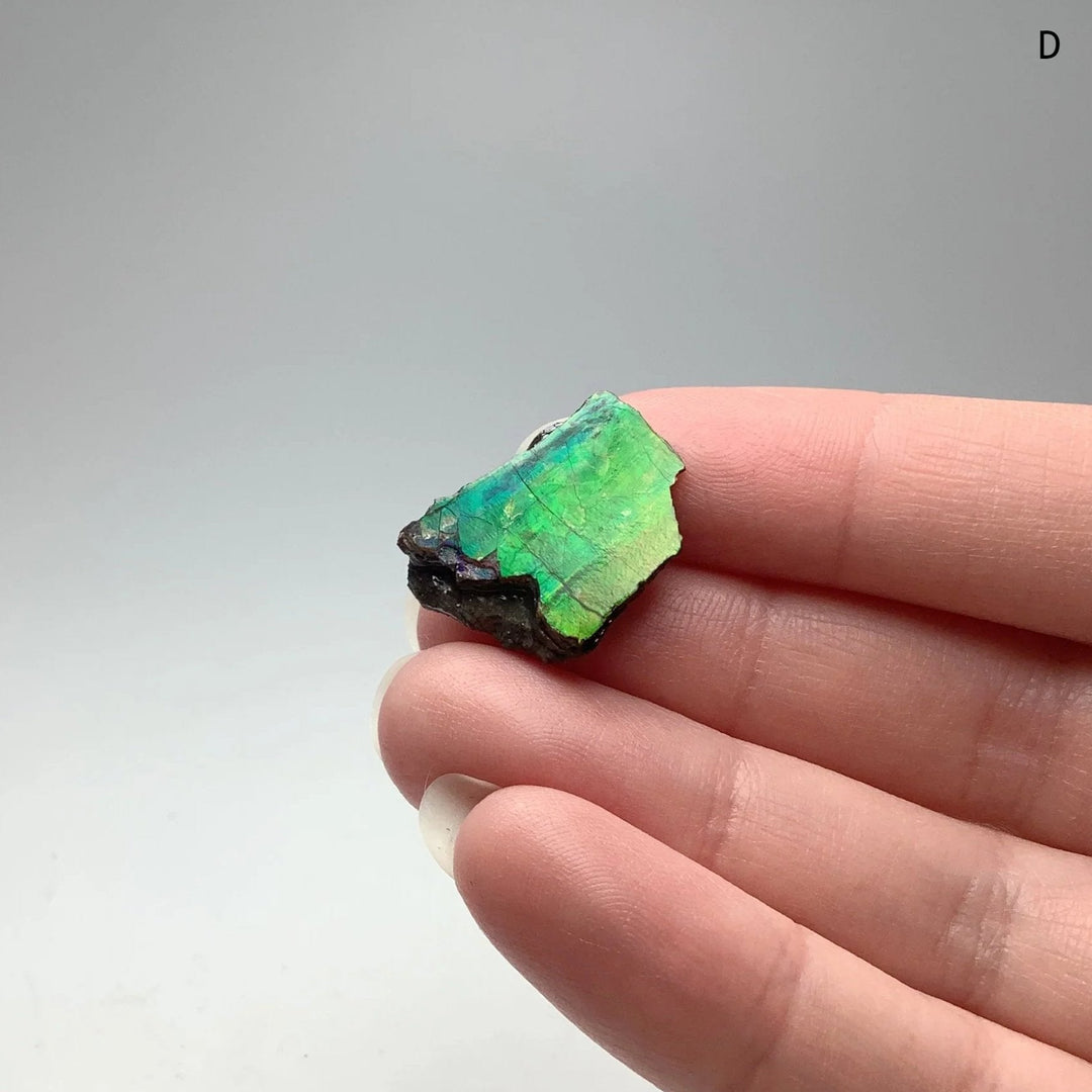 Ammolite Specimen