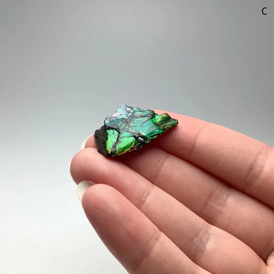 Ammolite Specimen