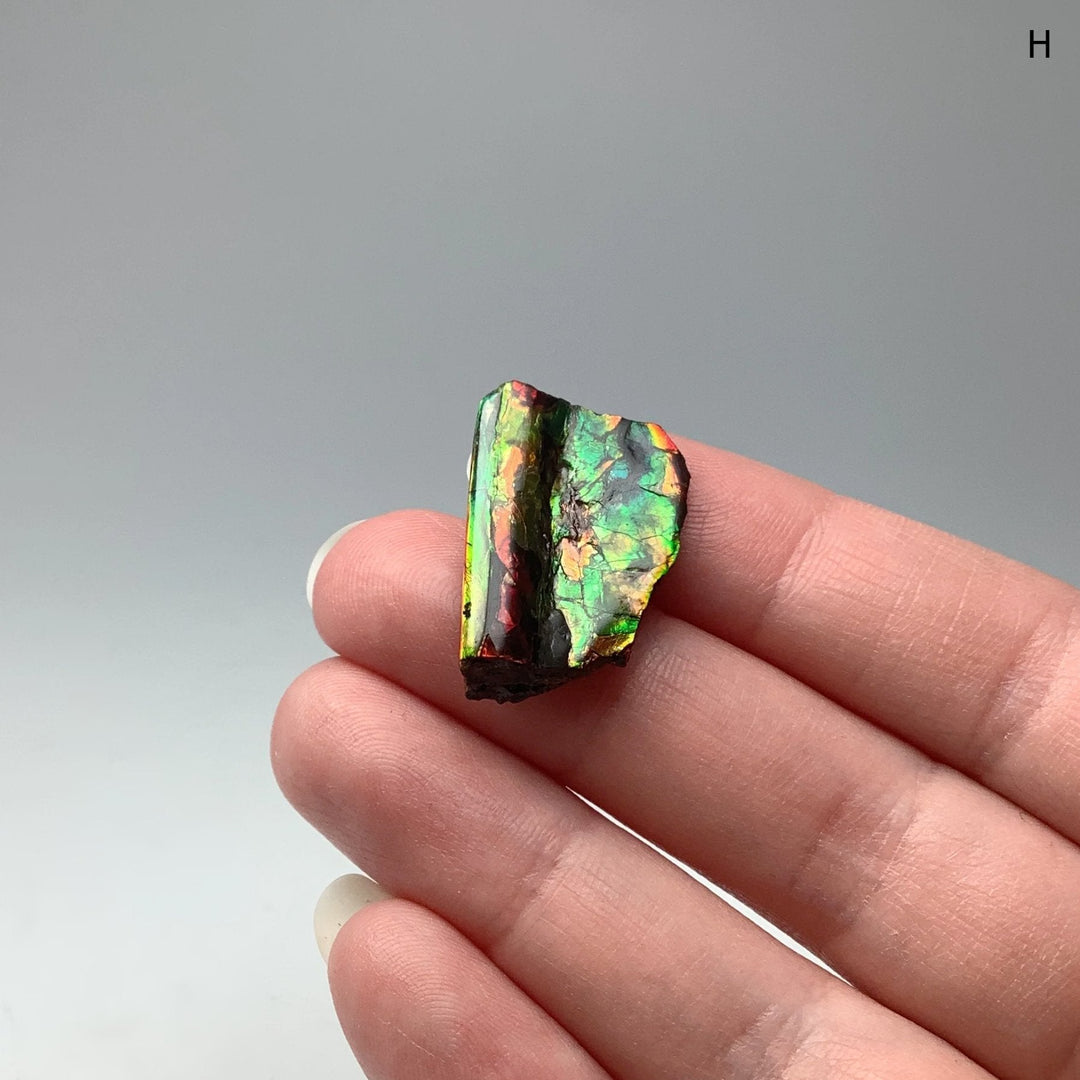 Ammolite Specimen