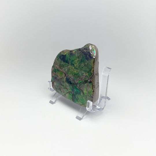 Ammolite Specimen