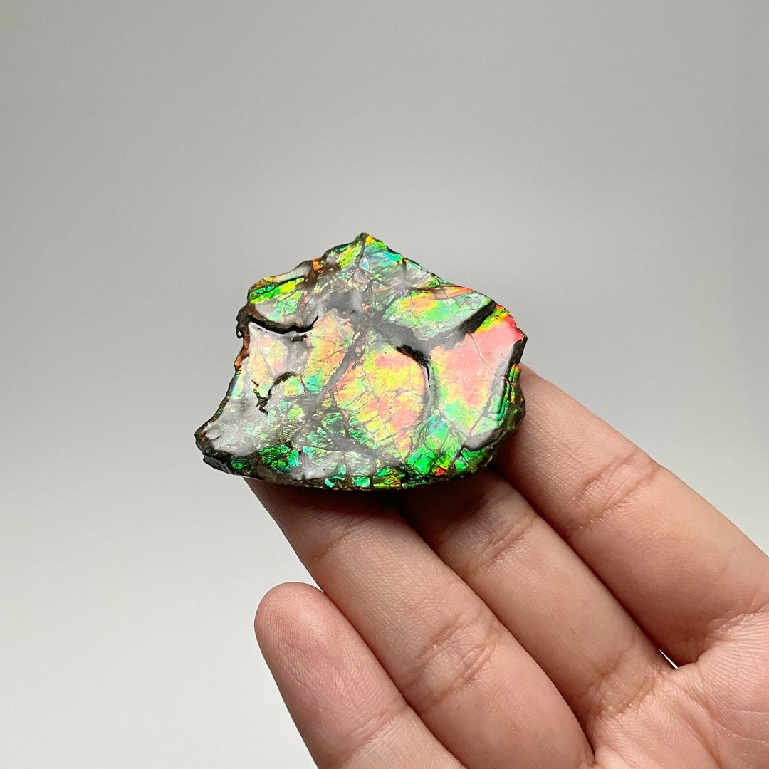 Ammolite Specimen