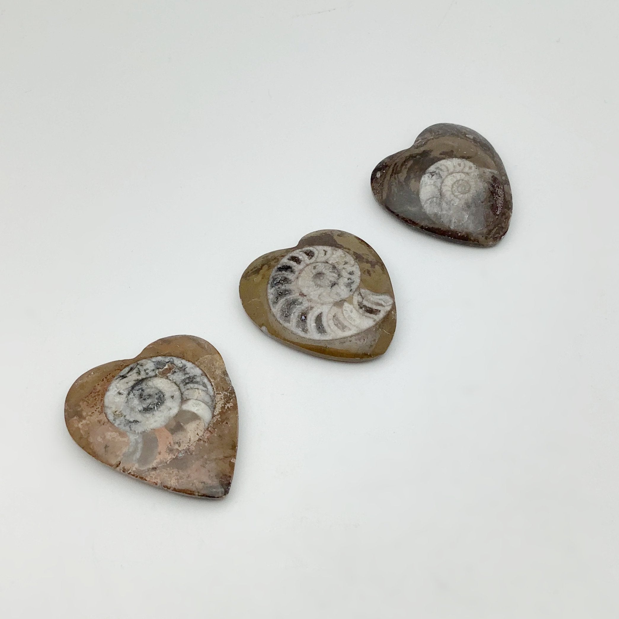 Ammonite Agoniatite Heart