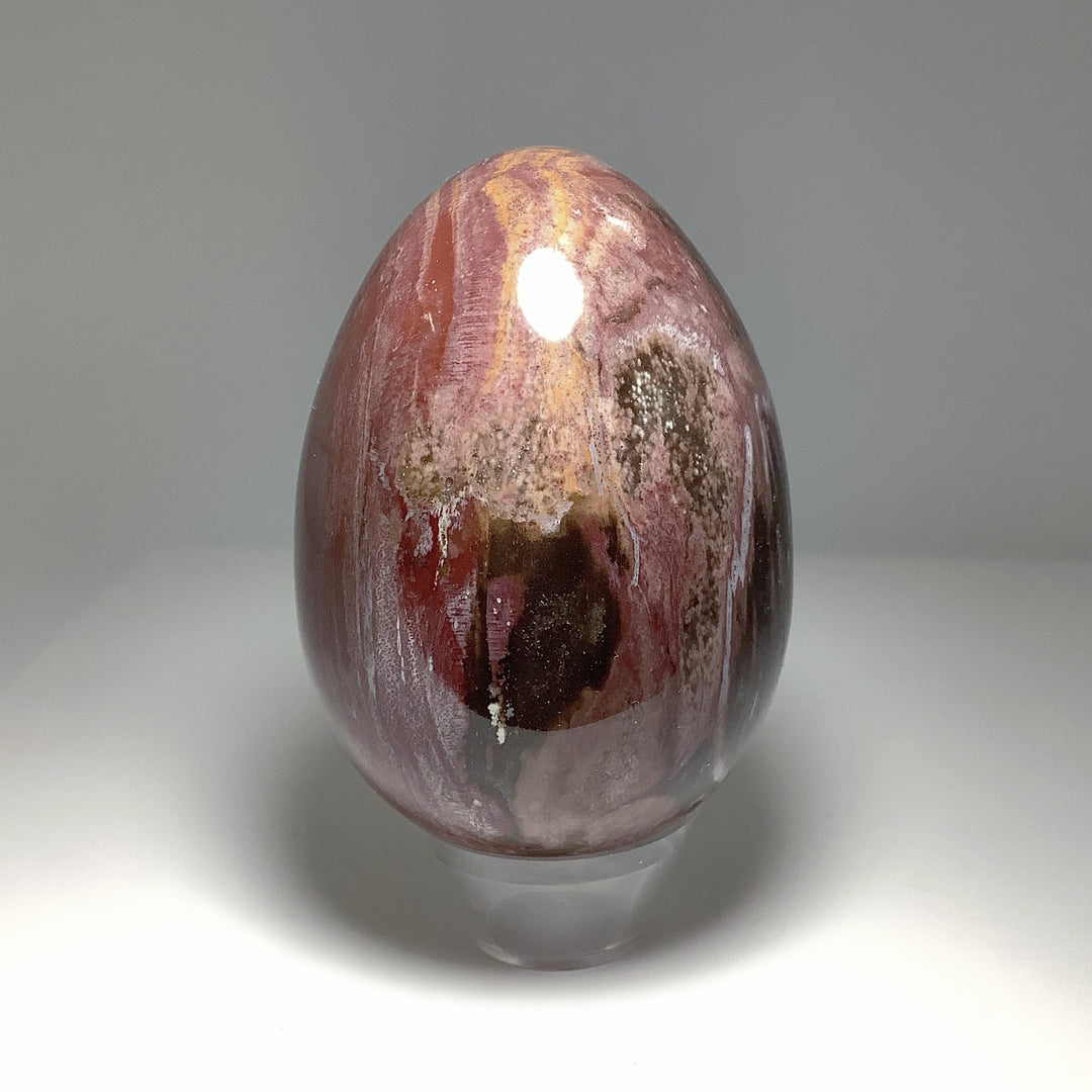 Araucaria Petrified Wood Egg