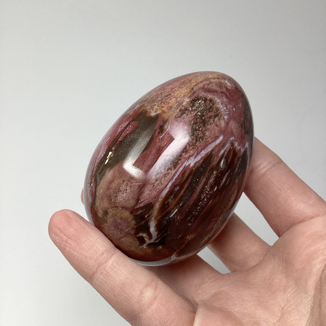 Araucaria Petrified Wood Egg