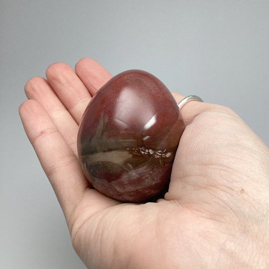 Araucaria Petrified Wood Egg