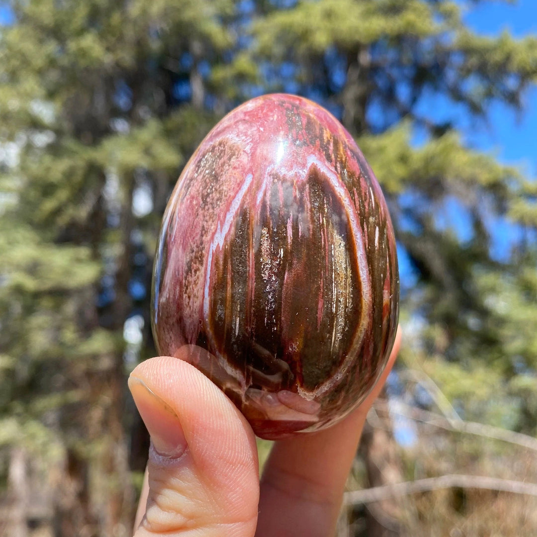 Araucaria Petrified Wood Egg