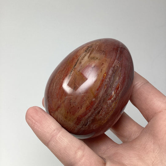 Araucaria Petrified Wood Egg