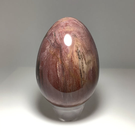 Araucaria Petrified Wood Egg