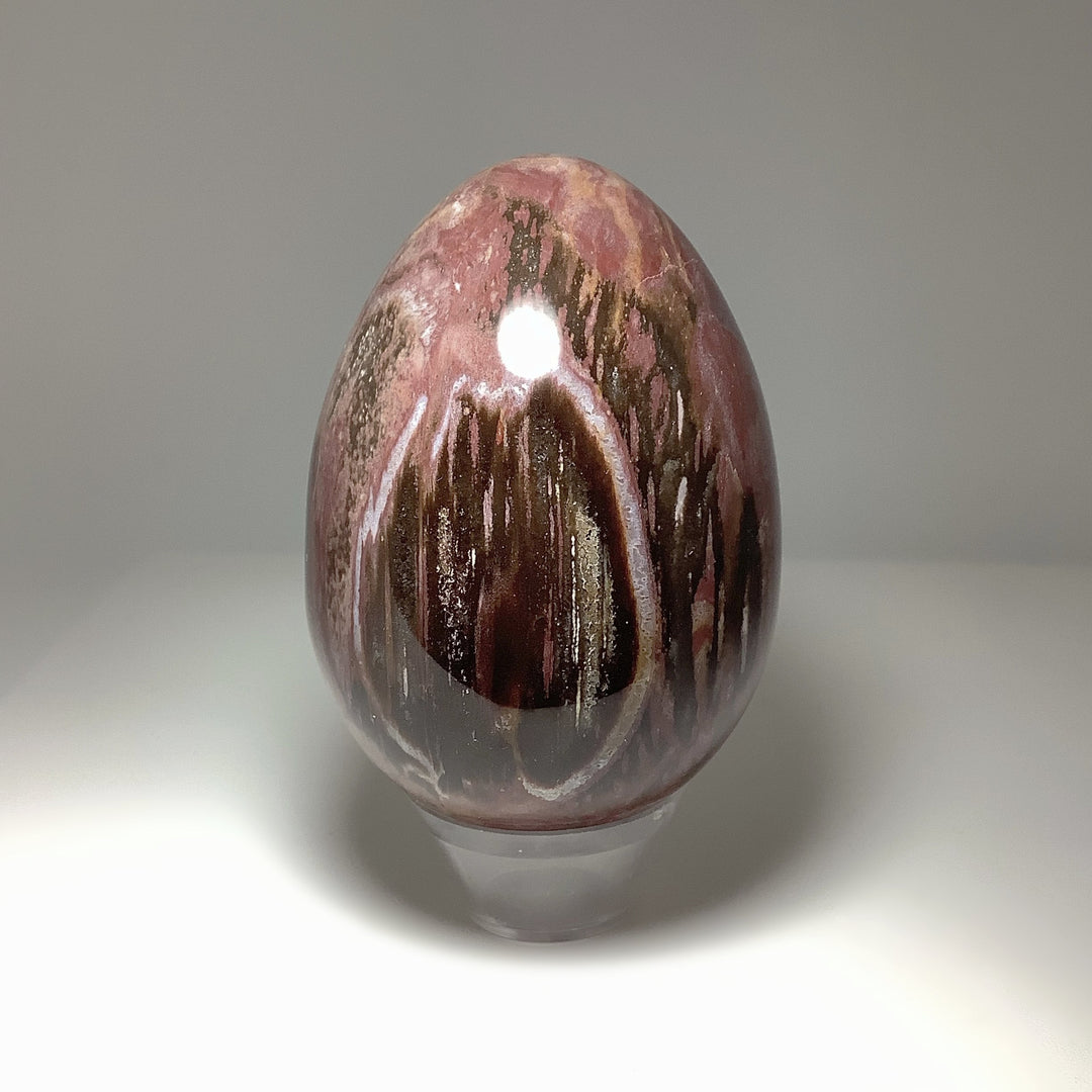 Araucaria Petrified Wood Egg