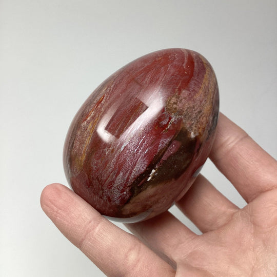 Araucaria Petrified Wood Egg