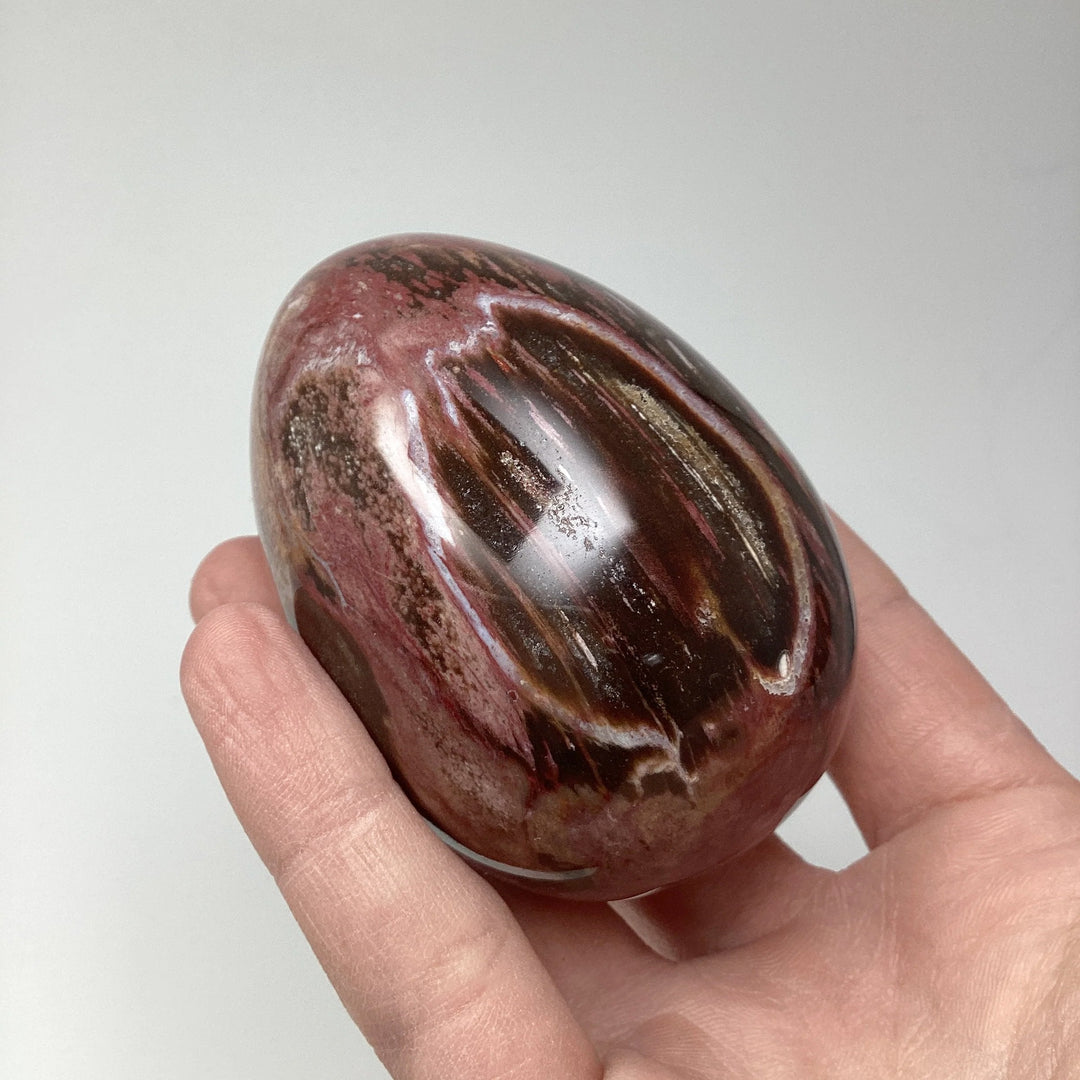 Araucaria Petrified Wood Egg