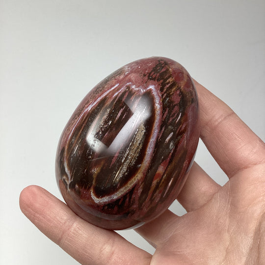 Araucaria Petrified Wood Egg