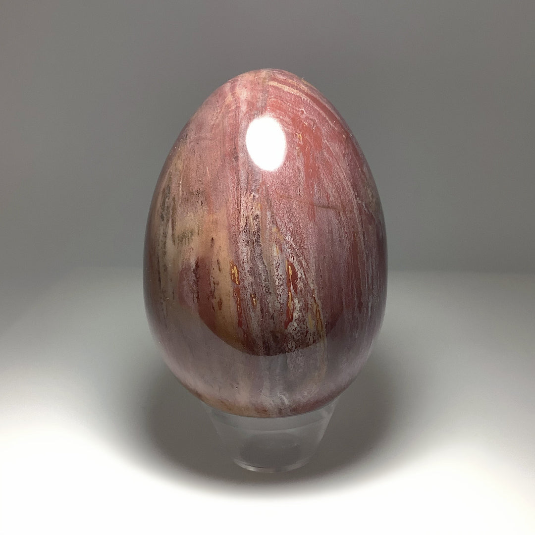 Araucaria Petrified Wood Egg