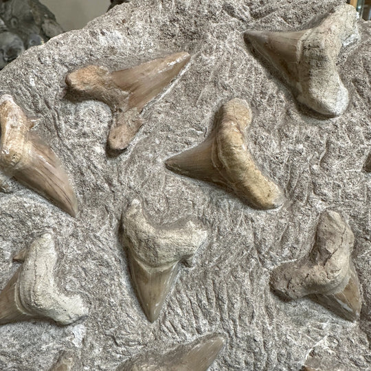 Fossilized Otodus/Lamna Shark Tooth Specimen in Matrix