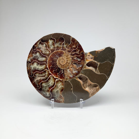 Chambered Ammonite