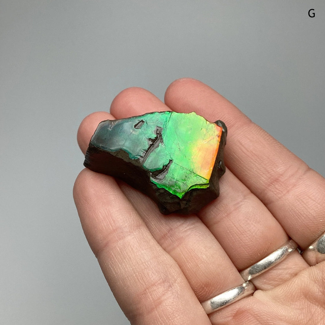 Ammolite Specimen at $69 Each