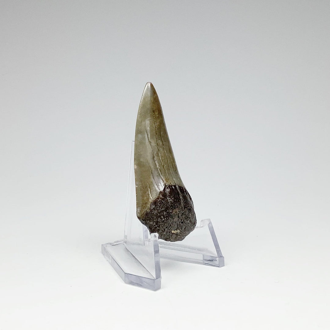 Fossilized Shark Tooth Specimen: Mako